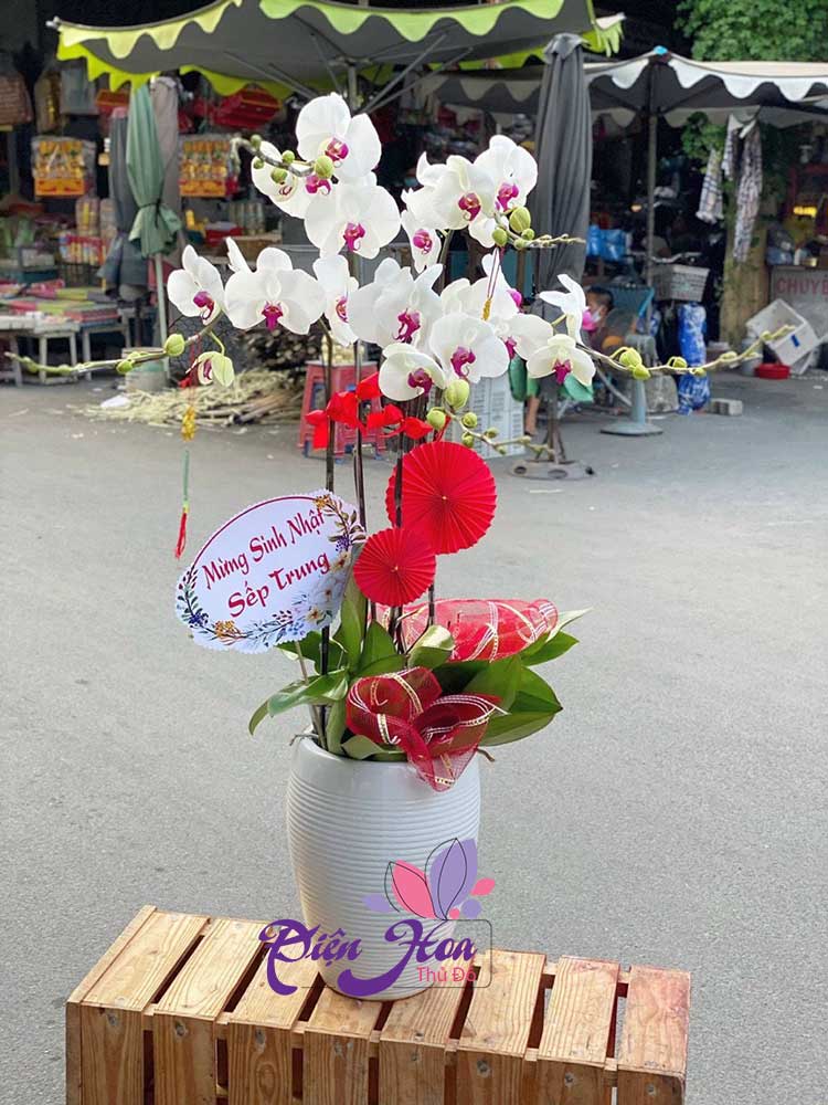 Bí quyết chọn hoa sinh nhật cho nam giới  Chuyên mục tin tức  Dalat  Hasfarm 